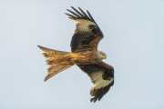 DSC09342-Bearbeitet