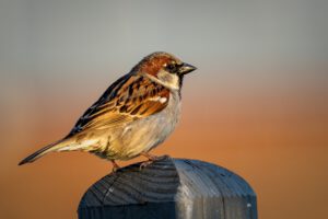 Vögel